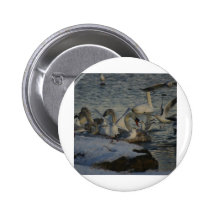 De wintervoer van zeemeeuwen en van Zwanen Speldbuttons