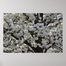 De witte Bloeiende Bloemen van de Boom Afdruk