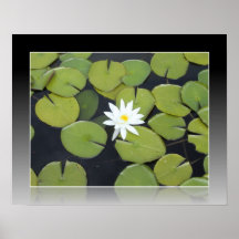 De witte bloem van Lilypad Plaat
