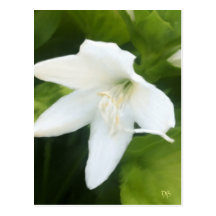 De witte Kaarten van de Lelie Wens Kaarten