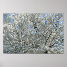 De witte Lente van de Boom Plaat