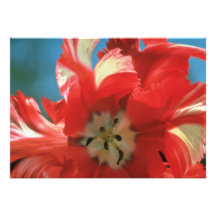 De witte tulp van de Papegaai, "Estrella Rijnveld" Persoonlijke Uitnodigingen