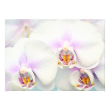De witte Uitnodiging van Orchideeën