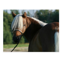De zilveren Merrie van het Paard van de Baai Minia Wens Kaart