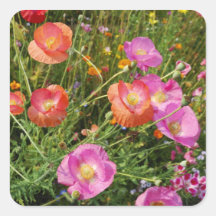 De zomer bloeit Vierkante Sticker