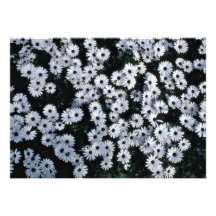 De zwart-Eyed bloemen van Margrieten Persoonlijke Aankondiging