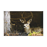 De zwarte Bok van de Staart Stretched Canvas Print