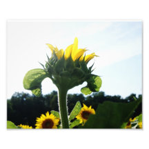 Débuts de tournesol épreuve photographique 10 x 8