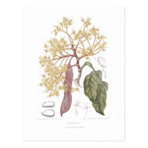 Declinata de Saraca Carte Postale