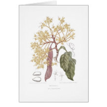 Declinata de Saraca Cartes De Vœux