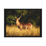 Delta van de antilopeOkavango van Waterbuck de man Canvas Afdrukken