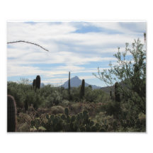Désert de Tucson Impressions Photographiques