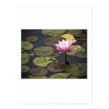 Dessin rose de nénuphar carte postale