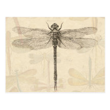 Dessin vintage de libellule cartes postales