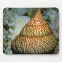 Dessus de tigre (Maurea le Tigre) Shell Tapis De Souris