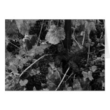 Détail des raisins, Draper Vineyard, Napa, 1966 Carte De Vœux