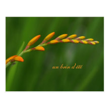 d'été de brin de l'ONU Cartes Postales