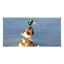 Deux canards photocartes