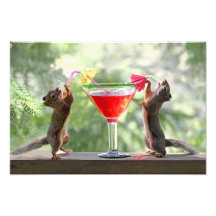 Deux écureuils buvant un cocktail photos sur toile
