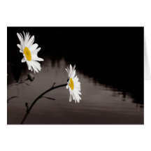 Deux marguerites - couleur sélective, noire et bla cartes