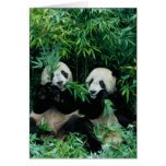 Deux pandas mangeant le bambou ensemble, Wolong, 2 Carte De Vœux