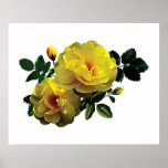Deux roses jaunes en affiche de soleil