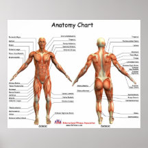 Diagramme d'anatomie d'IFA Affiche