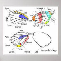 Diagramme de chaque section des ailes de papillon affiche