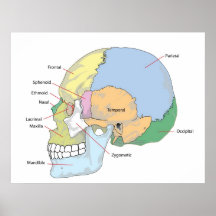 Diagramme de crâne humain adulte posters