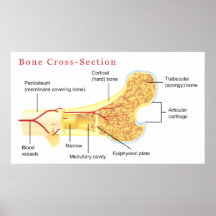 Diagramme de section transversale d'os affiche