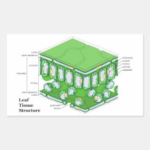Diagramme de structure de tissu de feuille adhésifs
