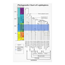 Diagramme phylogénétique des lignées de lépidoptèr photos