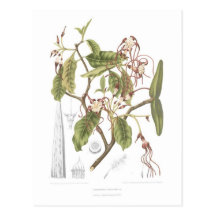 Dichotomus de Strophanthus Carte Postale