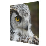 Dichte Omhooggaand van Photograh van de uil Gallerij Wrapped Canvas
