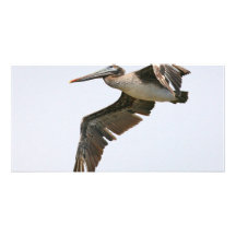 Divers oiseaux cartes de vœux avec photo
