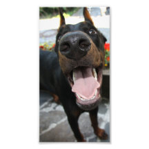 Dobermann drôle photos