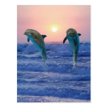 Dolfijnen bij zonsopgang wens kaarten