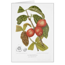 Domesticae de Jambosae Carte De Vœux