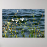 Dos bleu d'étang de tiges vertes de fleurs blanche affiches