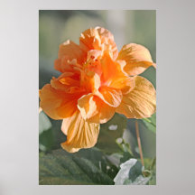 Double ketmie de pêche sur la copie de toile posters