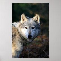 Douma le loup posters