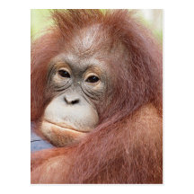 Dr. Ann l'orang-outan Carte Postale