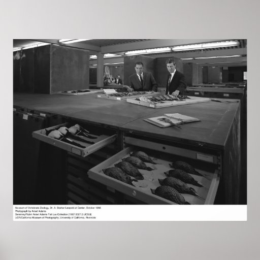Dr. Leopold au musée de Zoology vertébrée, 1966 Posters
