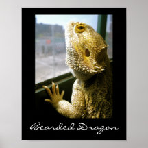 Dragon barbu dans l'affiche de fenêtre