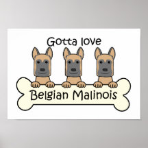 Drie Belgische Malinois Afdruk