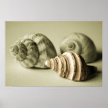 Drie Shells ~ van het Zee de Fotografische Druk va Print