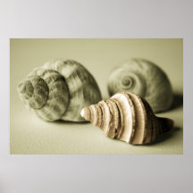 Drie Shells ~ van het Zee de Fotografische Druk va Print