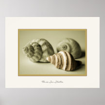Drie Shells ~ van het Zee Fotografische Druk Print