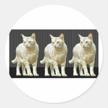 Drie Snazzy Katten Ronde Stickers