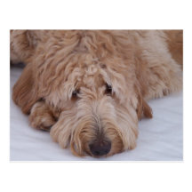Droevige, Eenzame, Schattige, & Leuke Hond GoldenD Wenskaart
